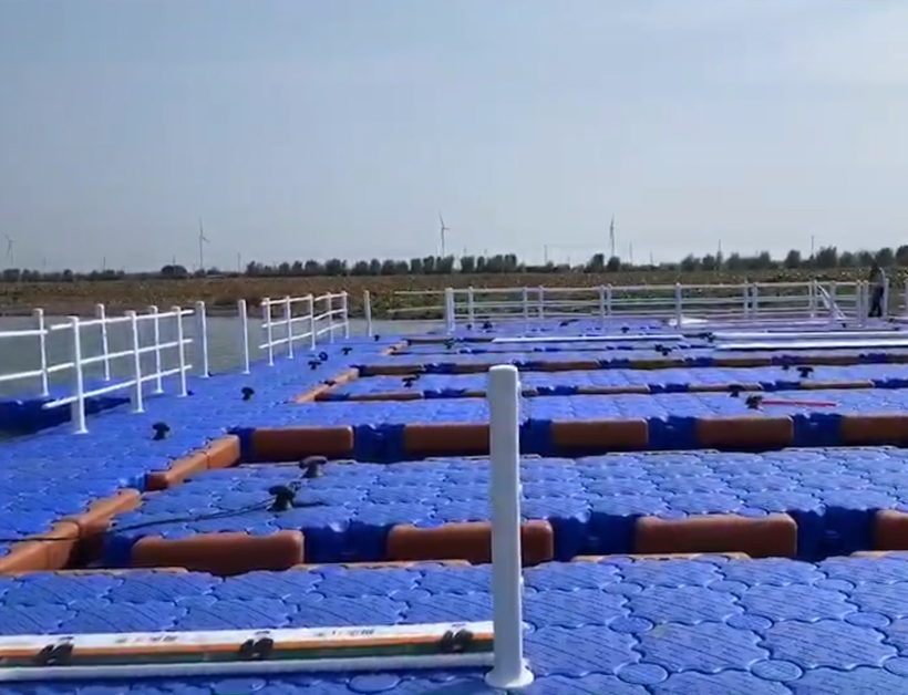 淮安金湖荷花荡